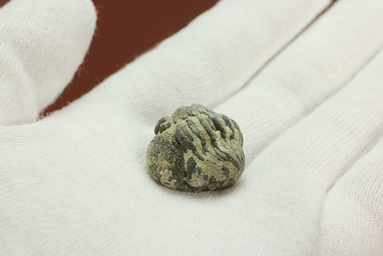 可憐で愛らしいサイズの防御態勢三葉虫(その2)