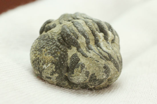 可憐で愛らしいサイズの防御態勢三葉虫(その3)