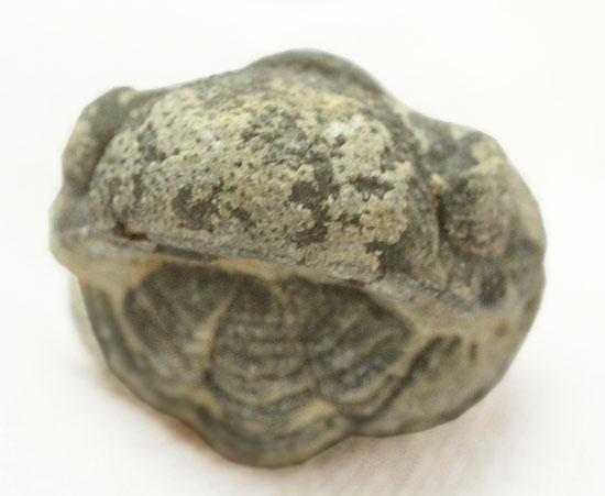 可憐で愛らしいサイズの防御態勢三葉虫(その5)