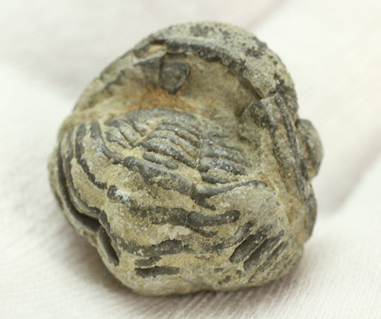 可憐で愛らしいサイズの防御態勢三葉虫(その6)