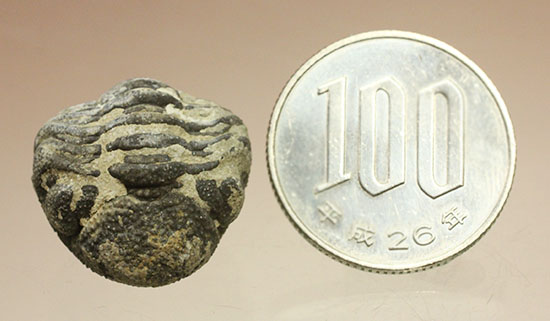 可憐で愛らしいサイズの防御態勢三葉虫(その7)