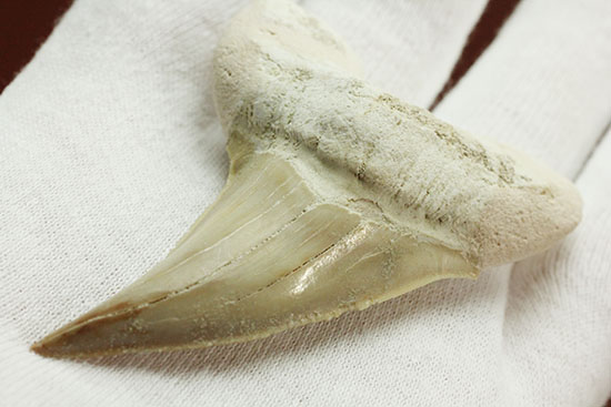 保存状態の良いオトダスの歯化石(Otodus)(その1)