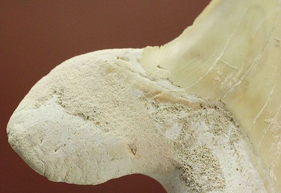 保存状態の良いオトダスの歯化石(Otodus)(その10)