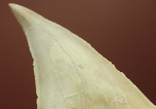 保存状態の良いオトダスの歯化石(Otodus)(その11)