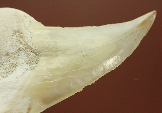 手が切れそうなほど鋭利な先端です！巨大サメ、オトダスの歯化石(Otodus)（その12）