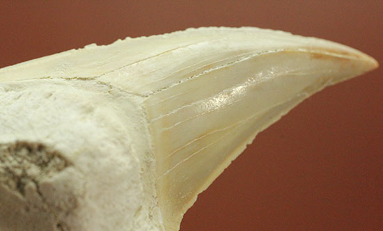 保存状態の良いオトダスの歯化石(Otodus)(その13)