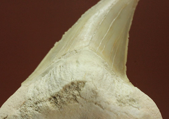 手が切れそうなほど鋭利な先端です！巨大サメ、オトダスの歯化石(Otodus)（その14）