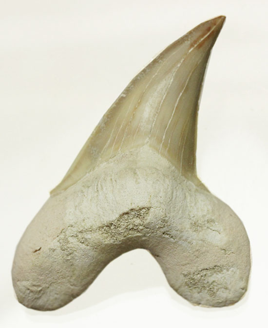 手が切れそうなほど鋭利な先端です！巨大サメ、オトダスの歯化石(Otodus)（その2）