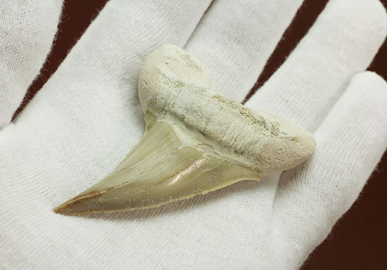保存状態の良いオトダスの歯化石(Otodus)(その3)