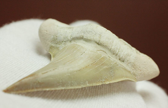 手が切れそうなほど鋭利な先端です！巨大サメ、オトダスの歯化石(Otodus)（その4）