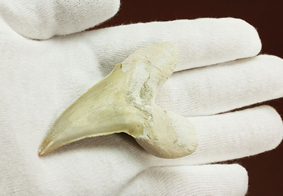 保存状態の良いオトダスの歯化石(Otodus)(その5)