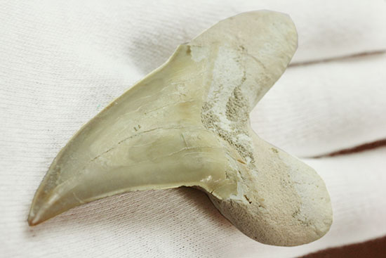 手が切れそうなほど鋭利な先端です！巨大サメ、オトダスの歯化石(Otodus)（その6）