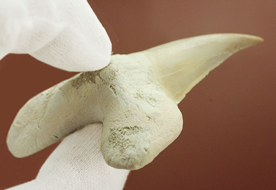 手が切れそうなほど鋭利な先端です！巨大サメ、オトダスの歯化石(Otodus)（その7）