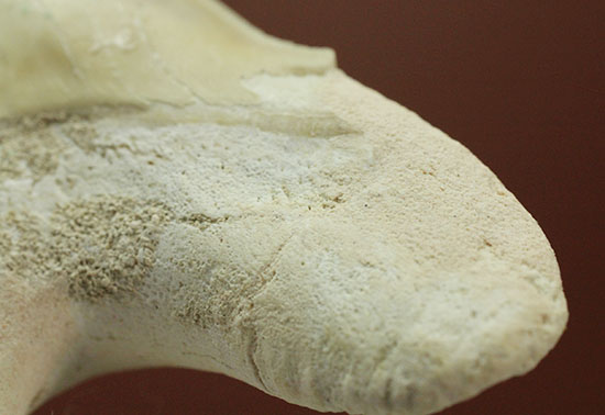 手が切れそうなほど鋭利な先端です！巨大サメ、オトダスの歯化石(Otodus)（その9）