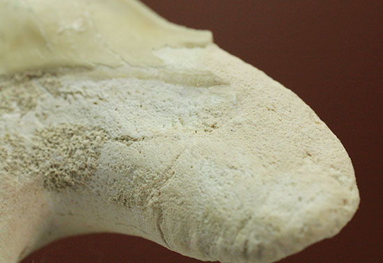 保存状態の良いオトダスの歯化石(Otodus)(その9)