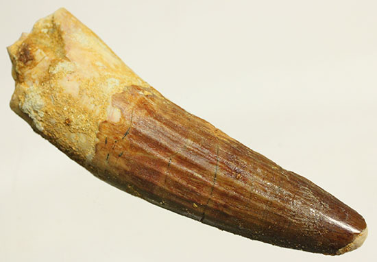 肉食恐竜スピノサウルスの歯化石のモデル的標本(Spinosaurus)(その1)