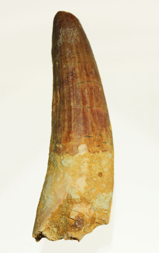 肉食恐竜スピノサウルスの歯化石のモデル的標本(Spinosaurus)(その12)