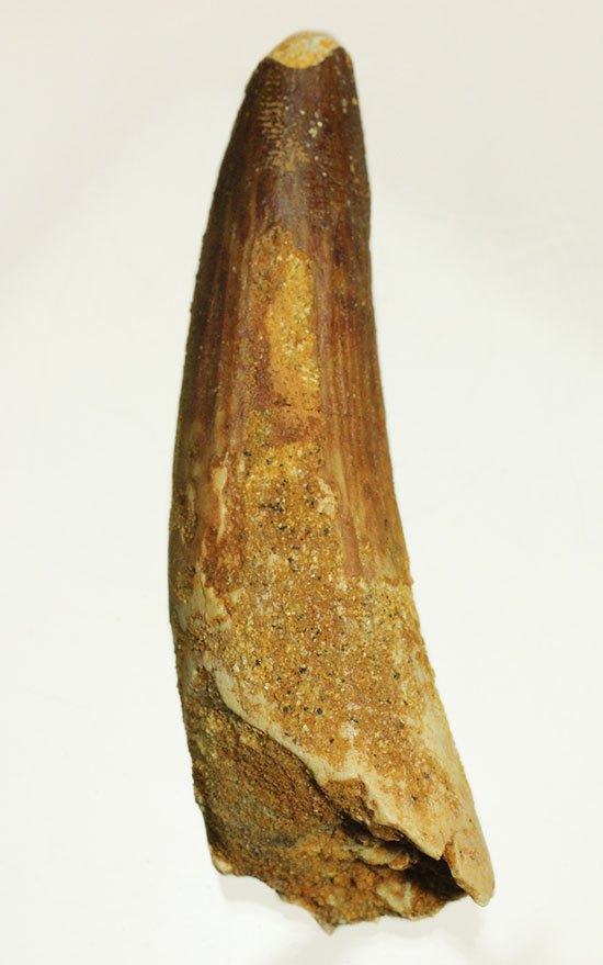 肉食恐竜スピノサウルスの歯化石のモデル的標本(Spinosaurus)(その13)