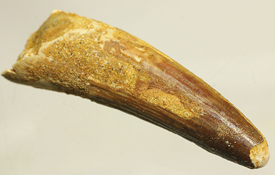 肉食恐竜スピノサウルスの歯化石のモデル的標本(Spinosaurus)(その14)