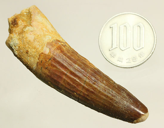 肉食恐竜スピノサウルスの歯化石のモデル的標本(Spinosaurus)(その15)