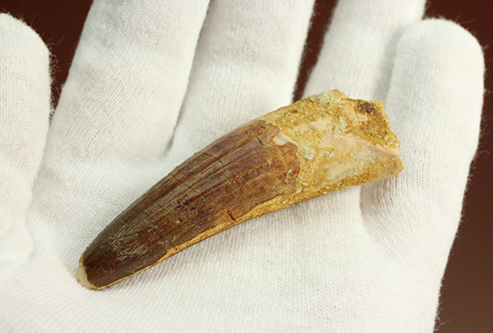 肉食恐竜スピノサウルスの歯化石のモデル的標本(Spinosaurus)(その5)