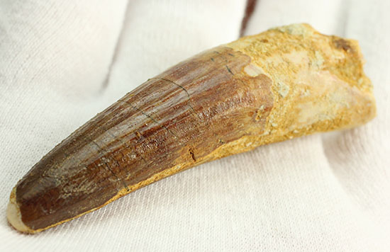 肉食恐竜スピノサウルスの歯化石のモデル的標本(Spinosaurus)(その6)