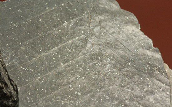 葉脈がクッキリ保存された大きな葉っぱの化石（その2）