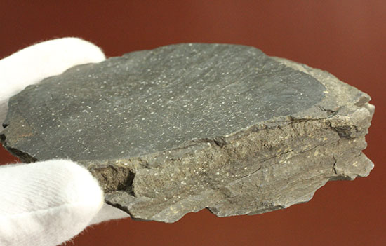 葉脈がクッキリ保存された大きな葉っぱの化石（その3）