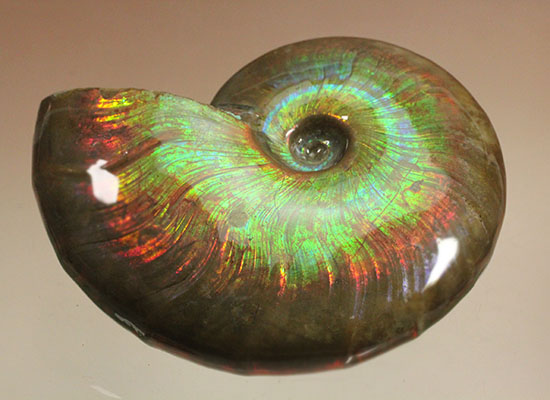 これを光線といわずして何を言う！眩い虹色の光るアンモナイト(Cleoniceras sp.)（その12）