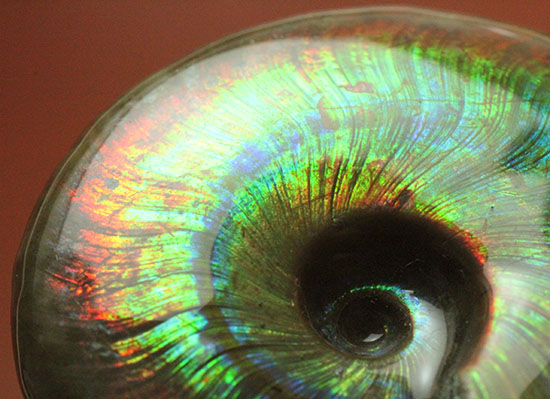 これを光線といわずして何を言う！眩い虹色の光るアンモナイト(Cleoniceras sp.)（その16）