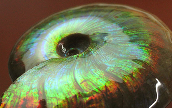 これを光線といわずして何を言う！眩い虹色の光るアンモナイト(Cleoniceras sp.)（その18）