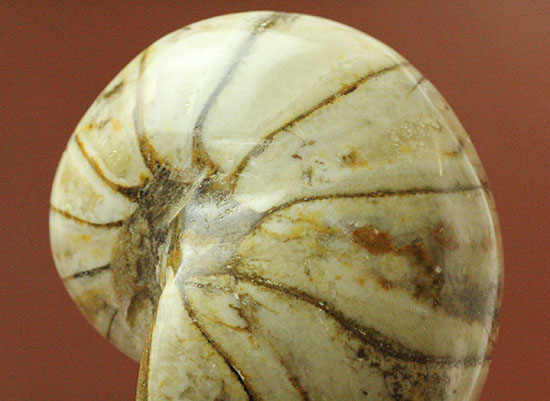 ホワイトの殻を有するオウムガイ化石(Nautilus)（その1）