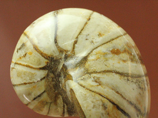 ホワイトの殻を有するオウムガイ化石(Nautilus)（その10）