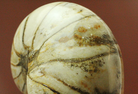 ホワイトの殻を有するオウムガイ化石(Nautilus)（その11）