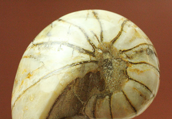 ホワイトの殻を有するオウムガイ化石(Nautilus)（その12）
