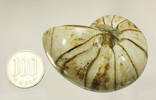 ホワイトの殻を有するオウムガイ化石(Nautilus)（その14）