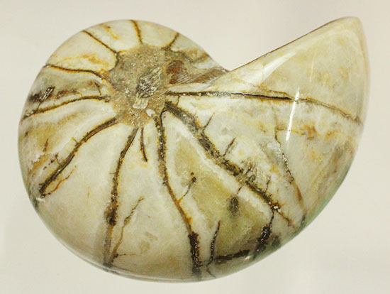 ホワイトの殻を有するオウムガイ化石(Nautilus)（その4）