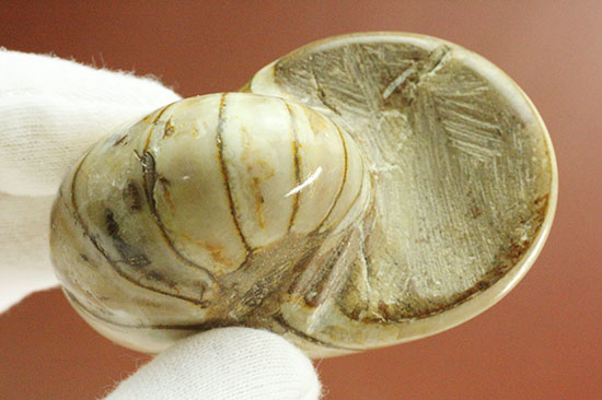 ホワイトの殻を有するオウムガイ化石(Nautilus)（その5）