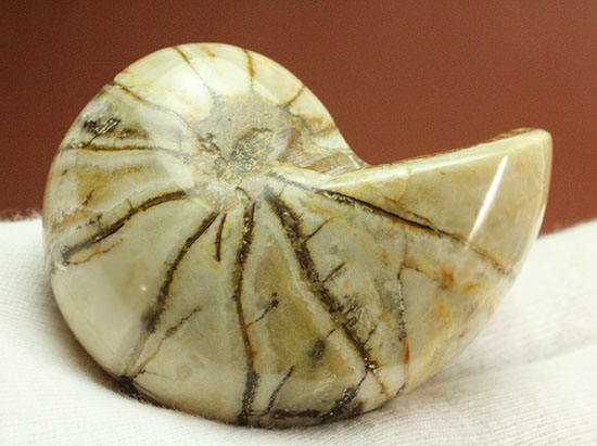 ホワイトの殻を有するオウムガイ化石(Nautilus)（その6）