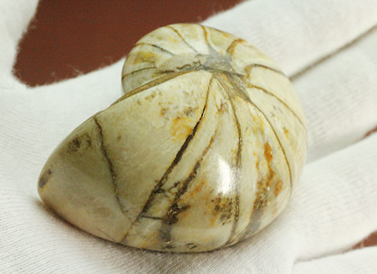 ホワイトの殻を有するオウムガイ化石(Nautilus)（その7）