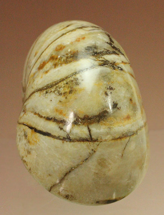 ホワイトの殻を有するオウムガイ化石(Nautilus)（その8）