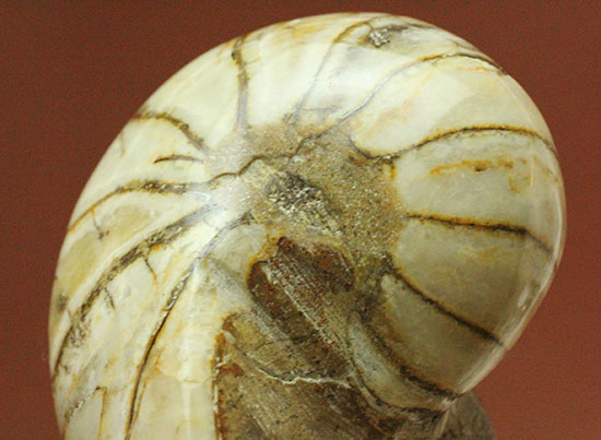 ホワイトの殻を有するオウムガイ化石(Nautilus)（その9）