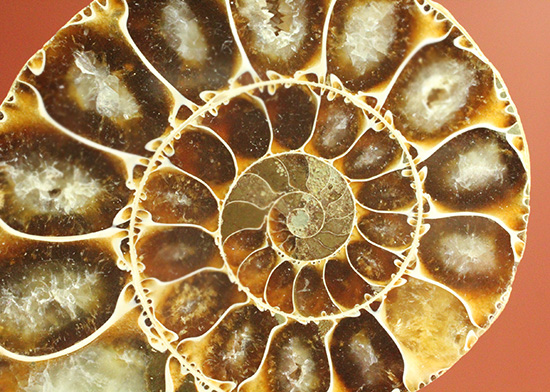 方解石化された中身が美しい、アンモナイトスライスペア化石(Ammonite)（その10）