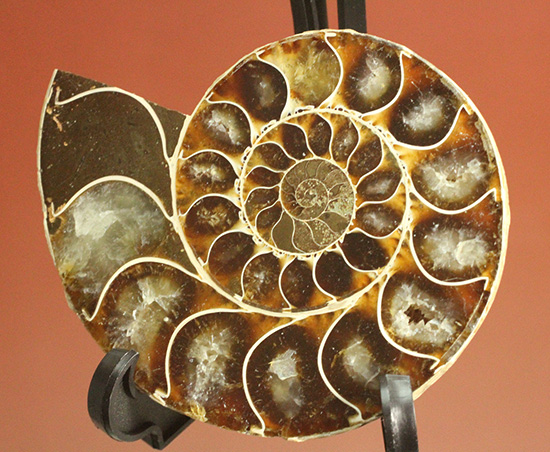 方解石化された中身が美しい、アンモナイトスライスペア化石(Ammonite)（その11）