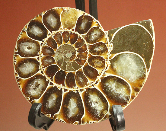 方解石化された中身が美しい、アンモナイトスライスペア化石(Ammonite)（その12）