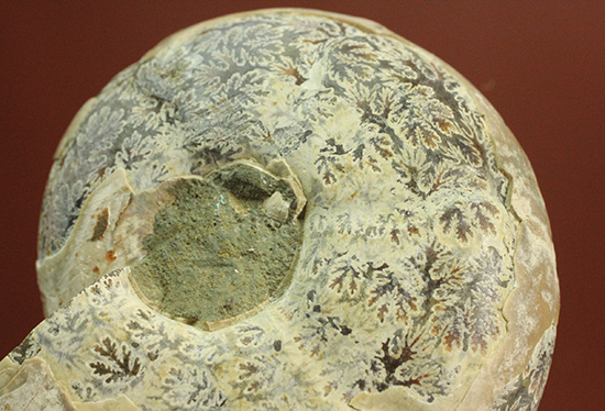 方解石化された中身が美しい、アンモナイトスライスペア化石(Ammonite)（その13）