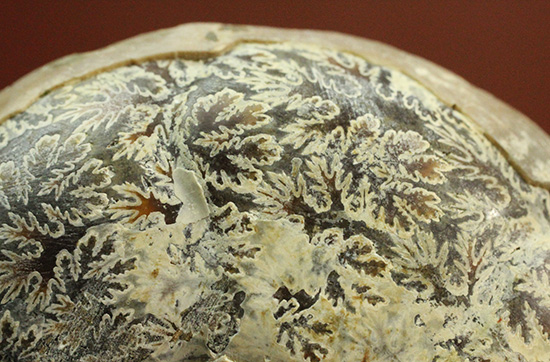 方解石化された中身が美しい、アンモナイトスライスペア化石(Ammonite)（その14）