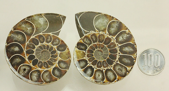 方解石化された中身が美しい、アンモナイトスライスペア化石(Ammonite)（その18）