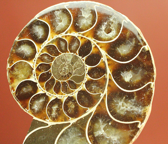 方解石化された中身が美しい、アンモナイトスライスペア化石(Ammonite)（その2）