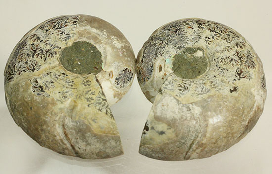 方解石化された中身が美しい、アンモナイトスライスペア化石(Ammonite)（その5）